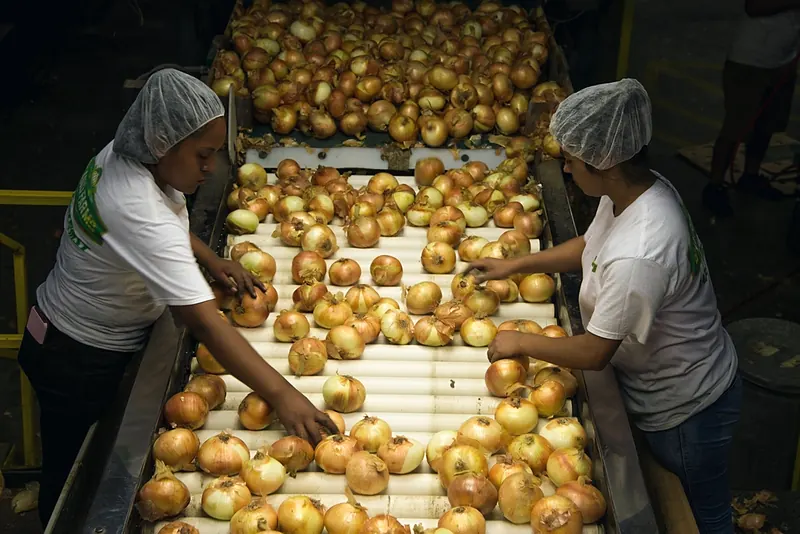 Operarias con cofia seleccionan cebollas en la banda transportadora de una planta de alimentos.